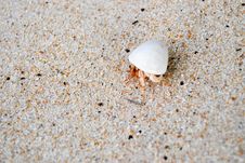 Hermit Crab Stock Images Hermit Crab Stock Images