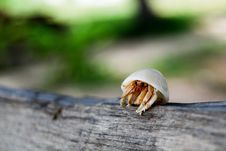 Hermit Crab. Royalty Free Stock Photos Hermit Crab. Royalty Free Stock Photos