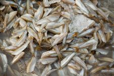 Raw Fish Royalty Free Stock Photography Raw Fish Royalty Free Stock Photography