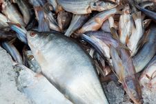Raw Fish Stock Photos Raw Fish Stock Photos