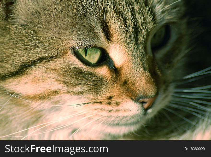 A beautiful domestic cat portrait. A beautiful domestic cat portrait