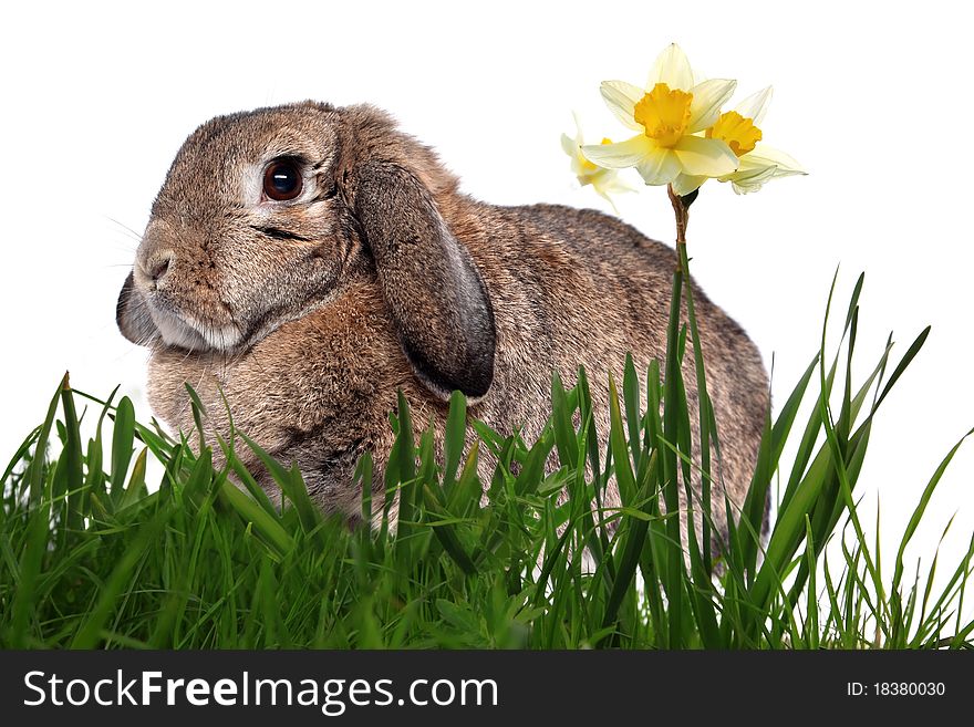 Adorable Rabbit In Green Grass With Daffodils