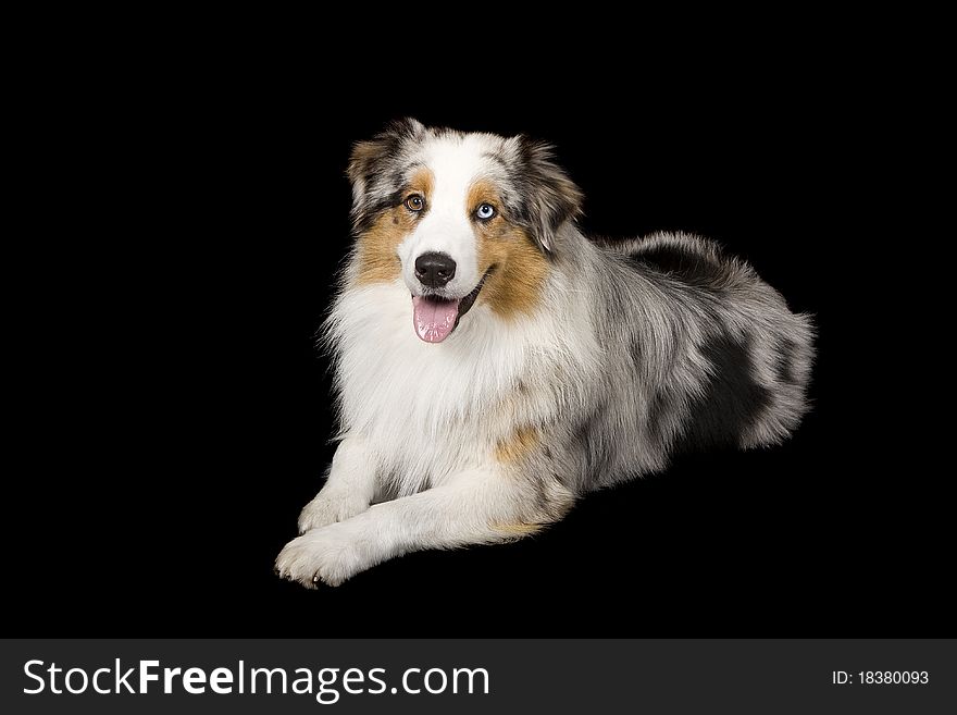 Odd eyed Australian Shepherd dog against a black back drop. Odd eyed Australian Shepherd dog against a black back drop