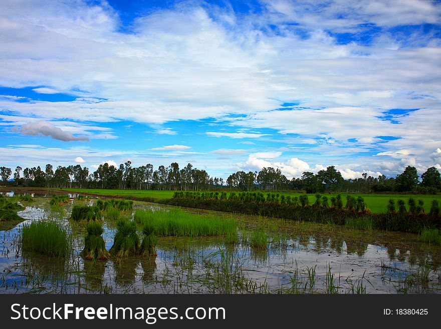 Rice Field In Thailand.