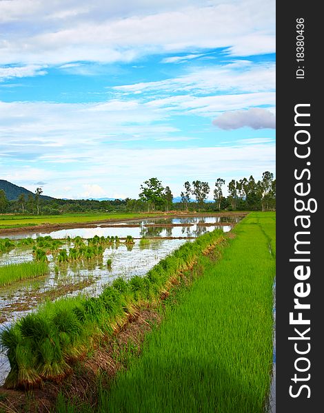 Rice field and the sky in Thailand. Rice field and the sky in Thailand.