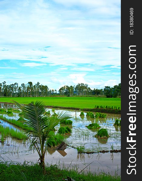 Rice field and the sky in Thailand. Rice field and the sky in Thailand.