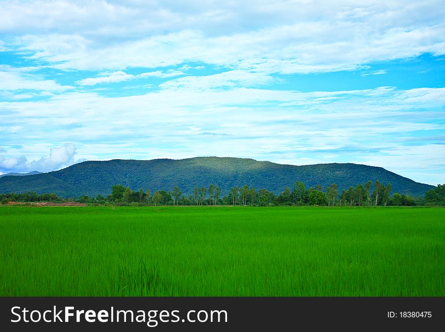 Rice field and the sky in Thailand. Rice field and the sky in Thailand.
