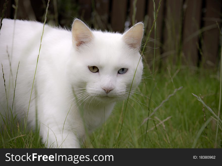 Domestic white cat with different colour eyes hunting in garden. Domestic white cat with different colour eyes hunting in garden