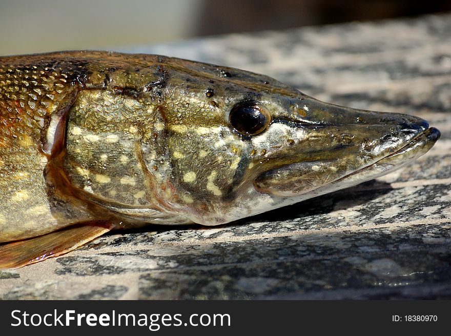 A pike from the river is caught on spinning