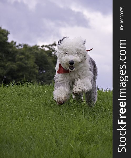 Head on view of Old English Sheepdog running towards camera in a field. Head on view of Old English Sheepdog running towards camera in a field.