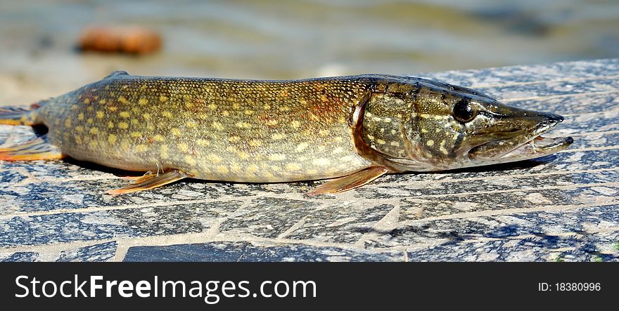 A pike from the river is caught on spinning