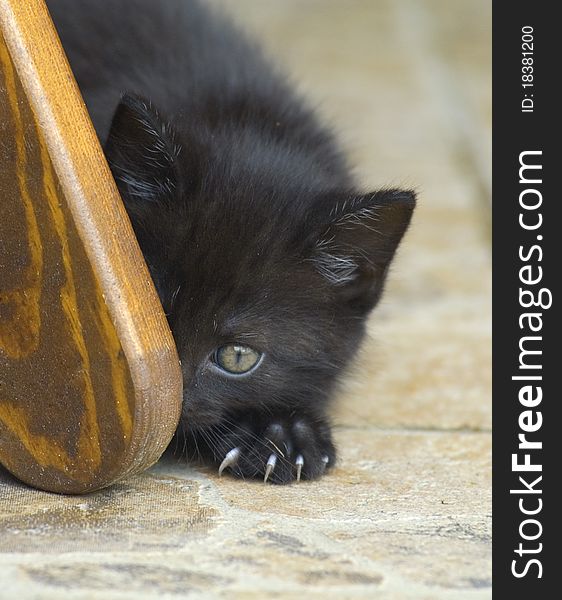 Black kitty lurking around the corner. Black kitty lurking around the corner