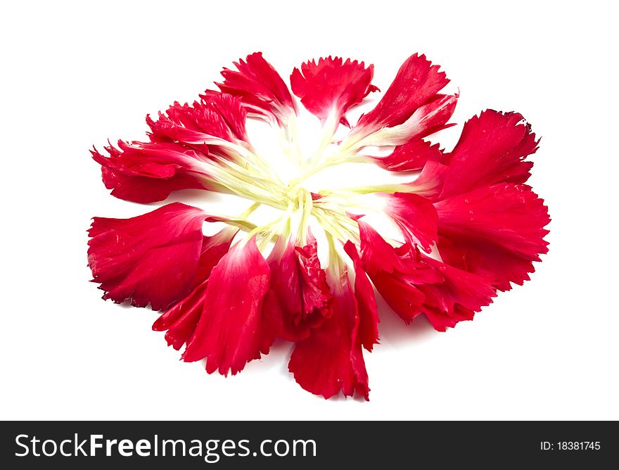 Carnation petals on a white background