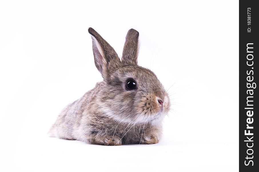 Little rabbit on a white background isolation