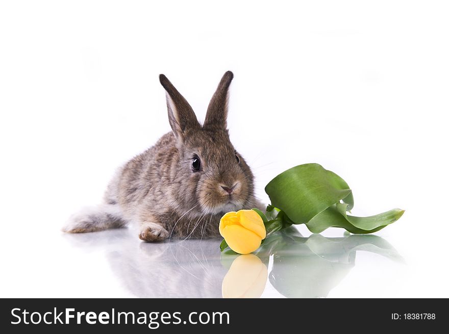 Little Rabbit And Flowers