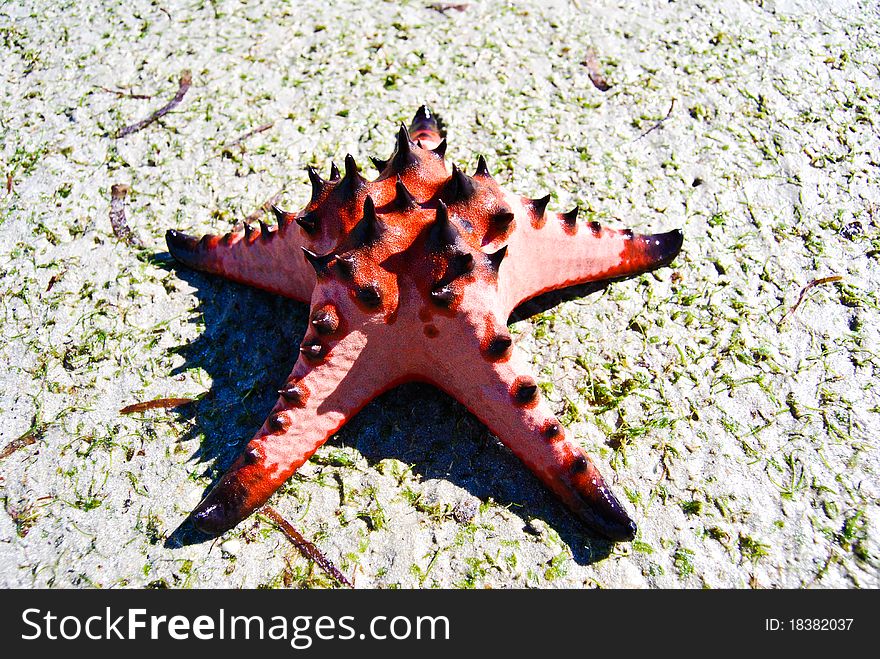 Starfish on Seagrass, sea, Thailand. Starfish on Seagrass, sea, Thailand.