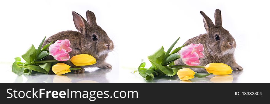 Little rabbit and flowers on a white background isolation