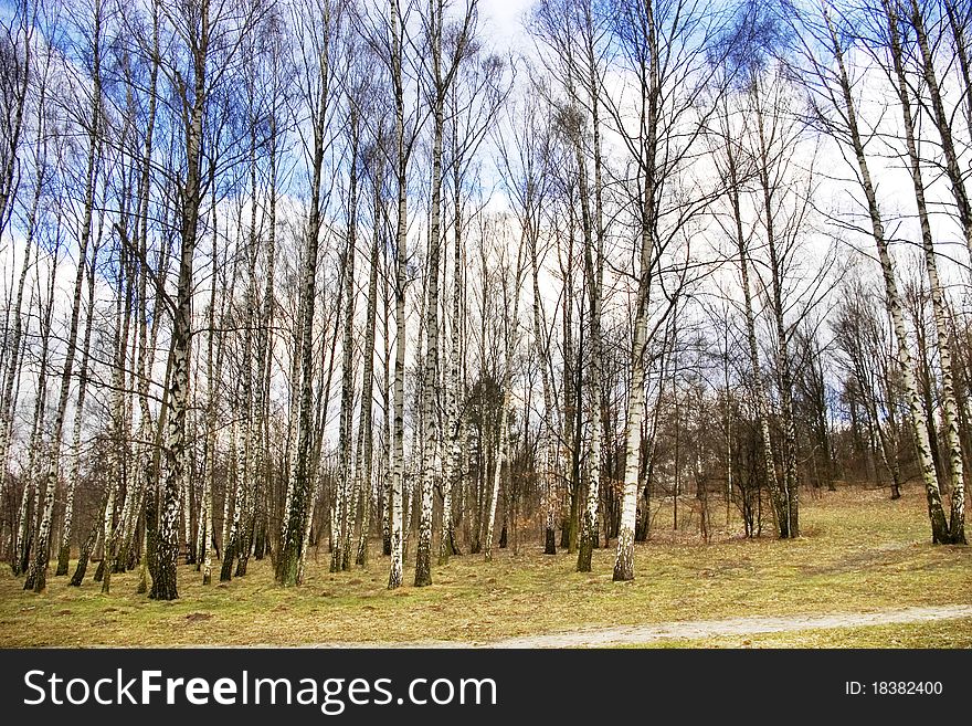 East-European birch forest in the spring