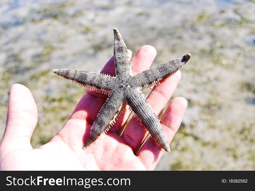 Black starfish at sea, Thailand. Black starfish at sea, Thailand.