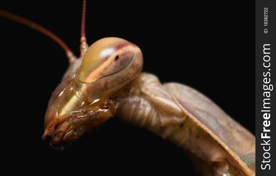 Portrait of the Praying Mantis,Objects over black background