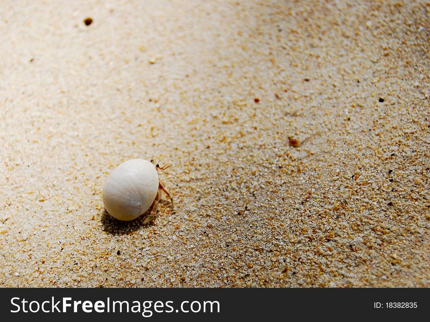 Hermit crab walking on the beach. Hermit crab walking on the beach.