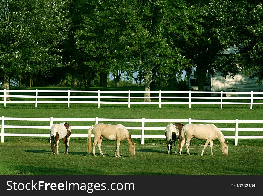 Four beautiful horses in field grazing with white fence in background. Four beautiful horses in field grazing with white fence in background