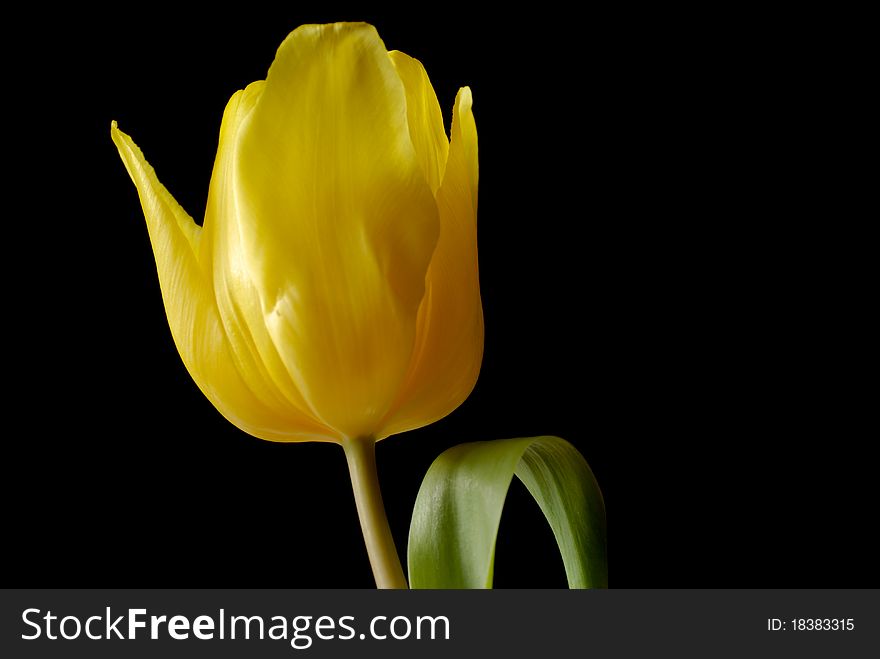 Yellow tulip over black background.