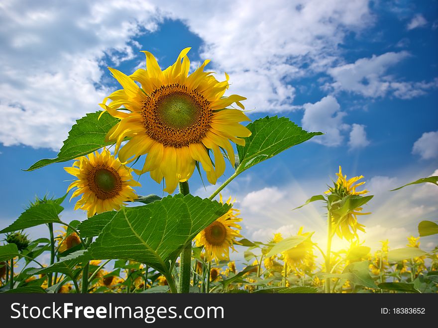 Sunflower in meadow. Nature composition.