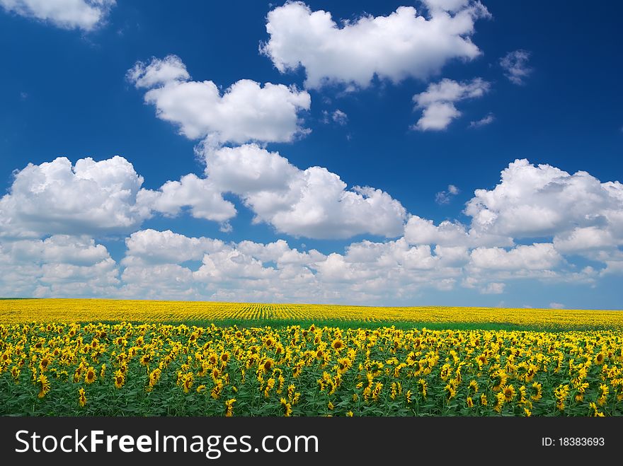 Meadow of sunflowers. Composition of nature.