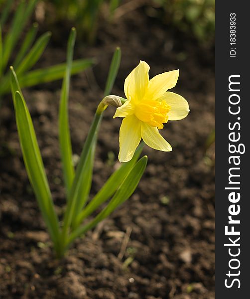 The dismissed flower of a narcissus in the spring