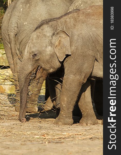 Animals: Young elephant eating twigs