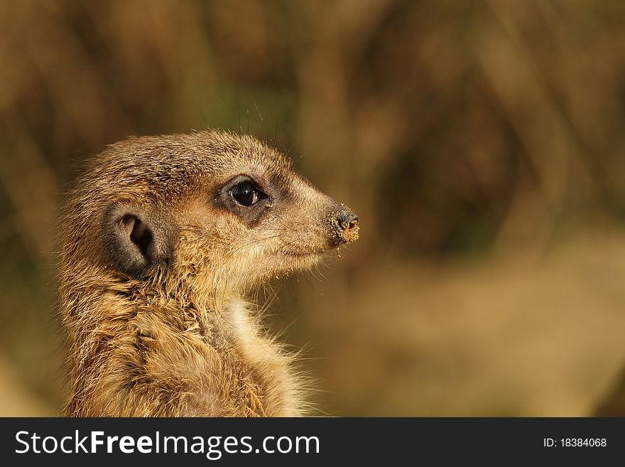 Animals: Close up portrait of a meerkat