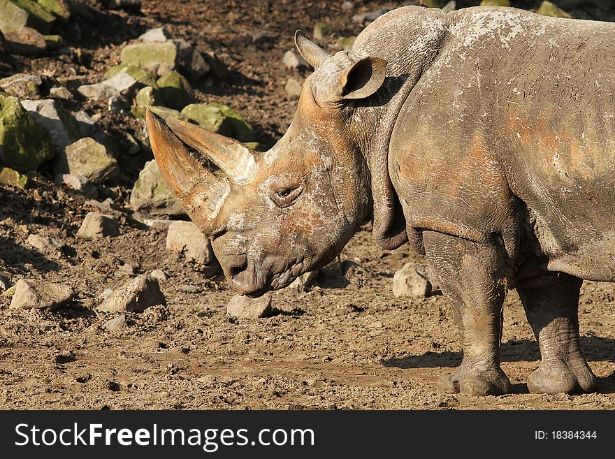 Animals: Big rhino standing on the plain