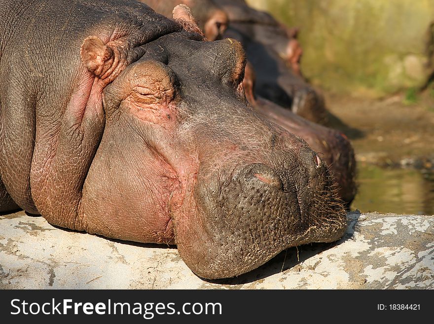 Animals: Hippo sleeping on the ground