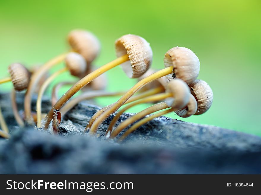 Group of mushrooms in the forest.