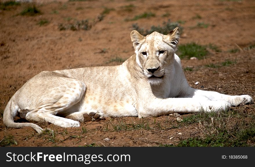 White lion