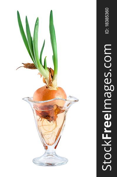 Onions in a glass vase isolated on white background. Onions in a glass vase isolated on white background