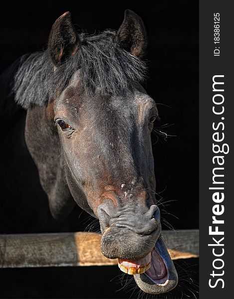 A horse with funny expression with its lips open and teeth showing. A horse with funny expression with its lips open and teeth showing