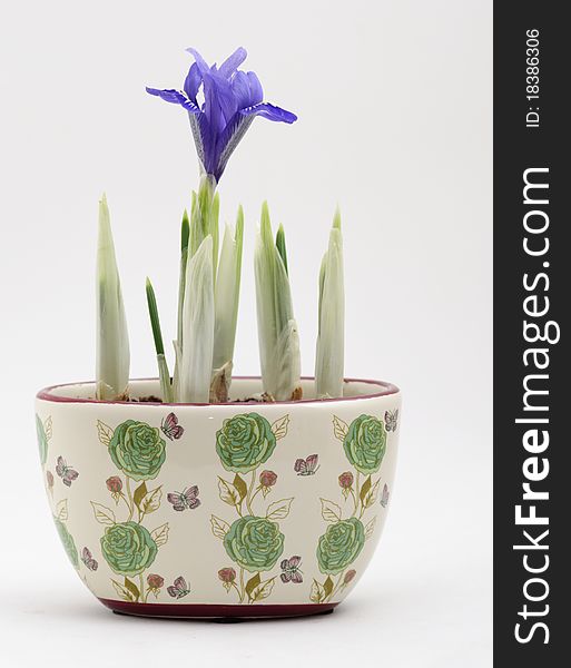 Close-up shot of several crocus plants, only one of which has started to flower.