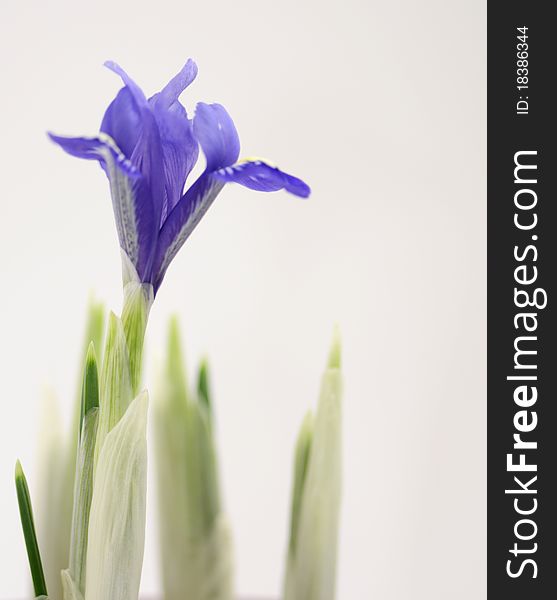 Close-up macro shot of a newly opened crocus flower.