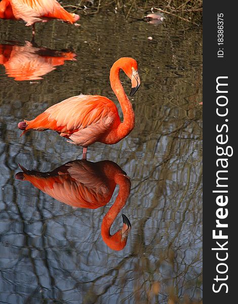 Pink flamingo in the pond