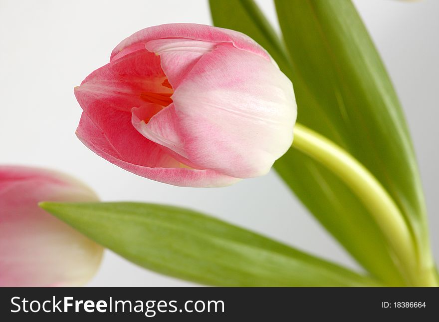 Pink tulips on a neutral background
