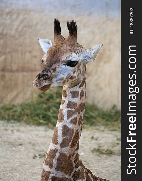 Head with neck of an young Rothschild giraffe (Giraffa camelopardalis rothschildi). Head with neck of an young Rothschild giraffe (Giraffa camelopardalis rothschildi)