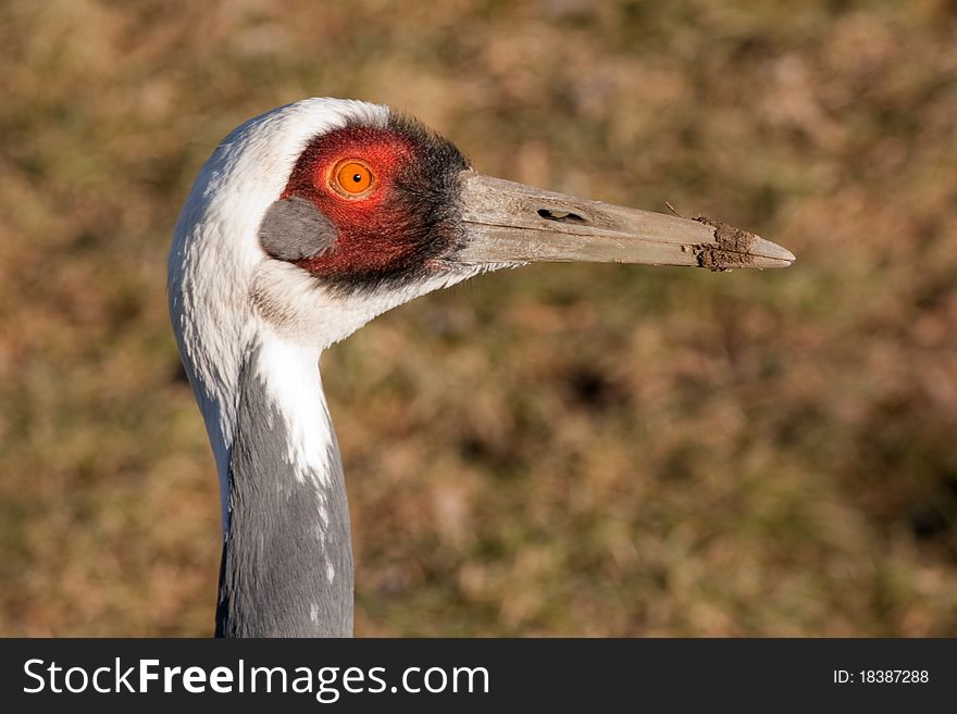 Head of White-naped Crane (Grus vipio). Head of White-naped Crane (Grus vipio).