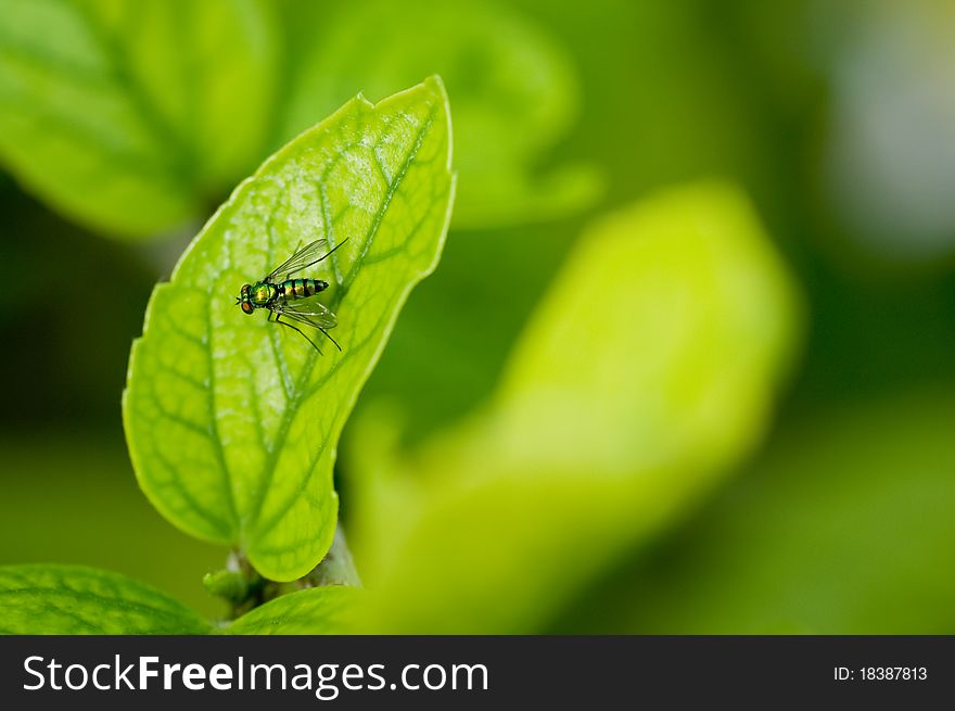 Fly sitting on a bright green leaf. Fly sitting on a bright green leaf