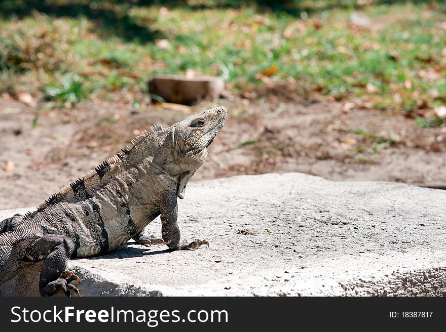 Iguana laying out in the sun