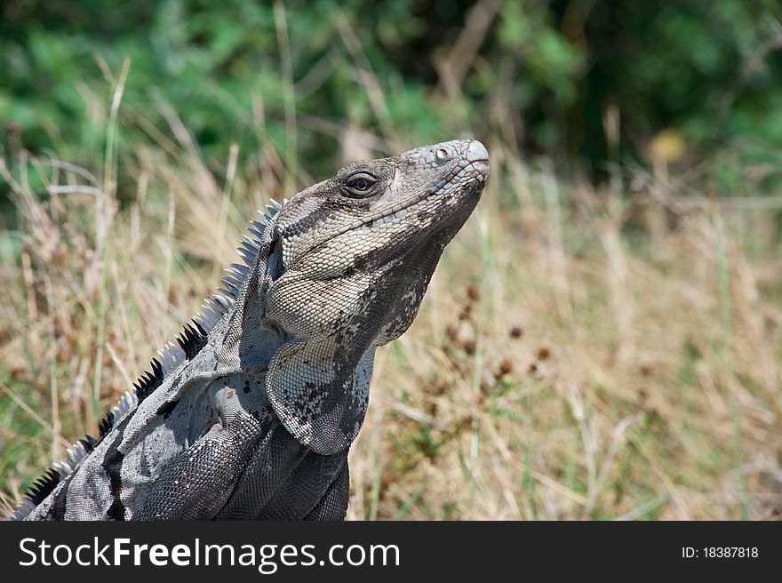 Iguana laying out in the sun