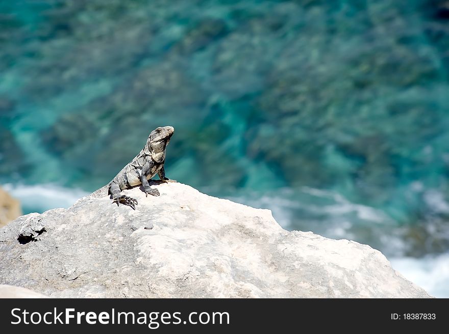 Iguana laying out in the sun