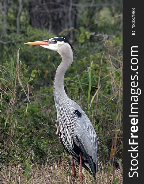 Tri color great heron in swamp. Tri color great heron in swamp