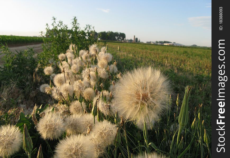 Summertime - Large dandelions with weeds in an alflalfa field in Colorado.